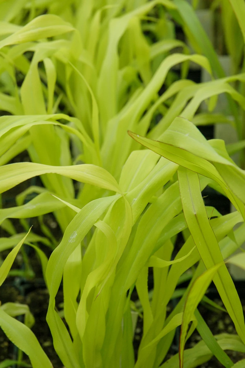 Grass Millet Jade Princess - Image 3