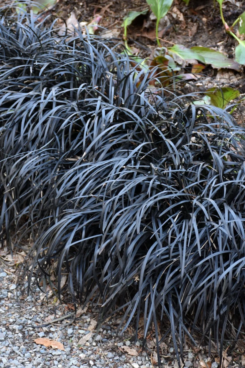 Grass, Mondo Black - Image 2