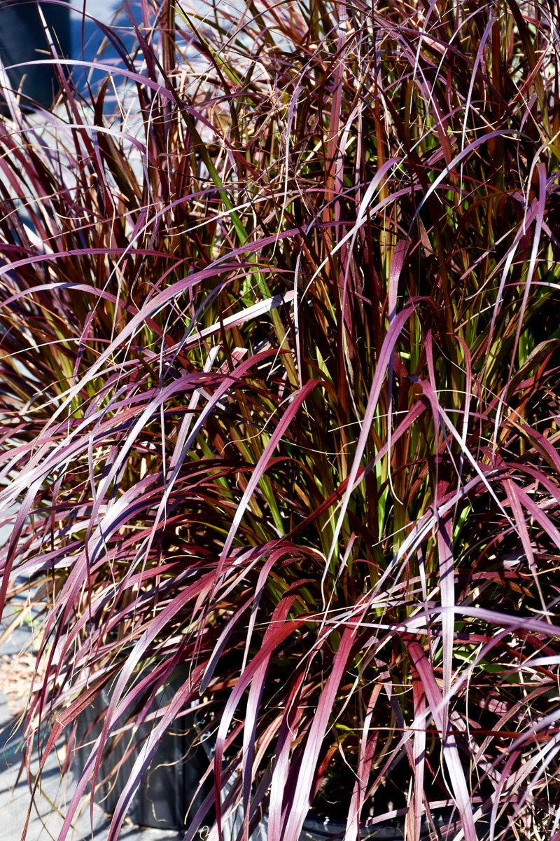 Grass Purple Fountain - Image 5