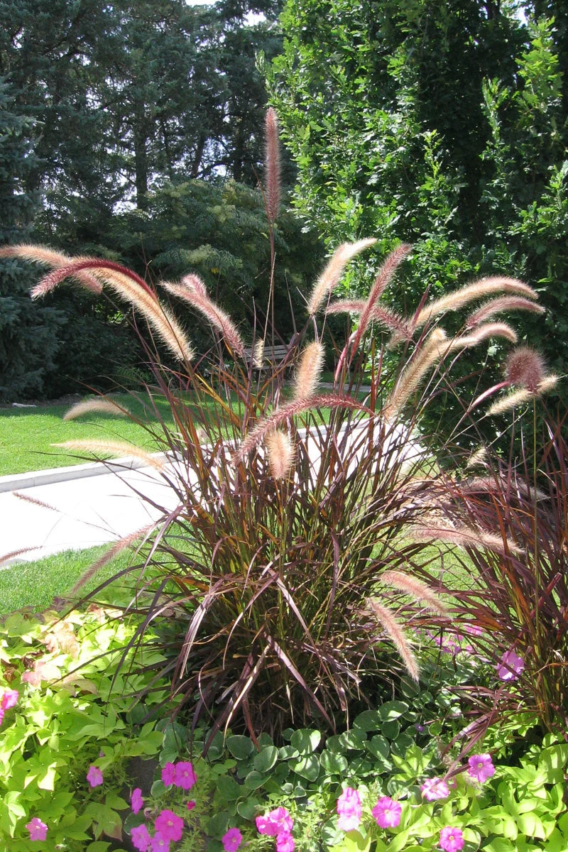 Grass Purple Fountain - Image 6