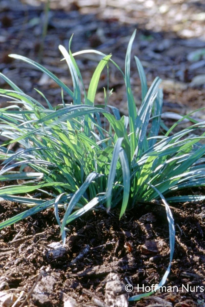 Grass, Sedge - Blue/Green Wood