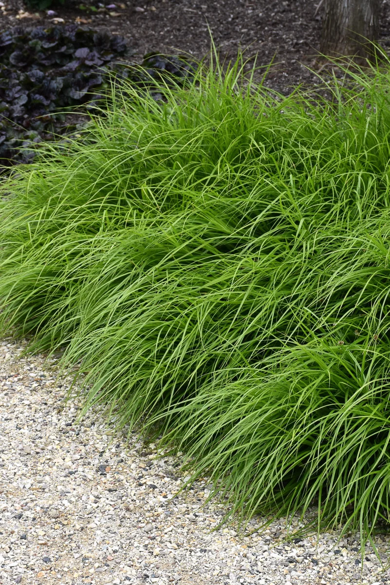 Grass, Sedge- Prairie