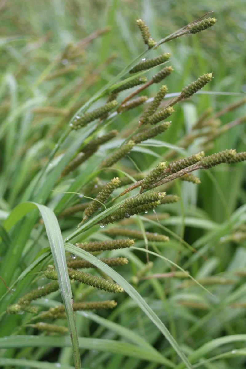 Grass, Sedge - Short's
