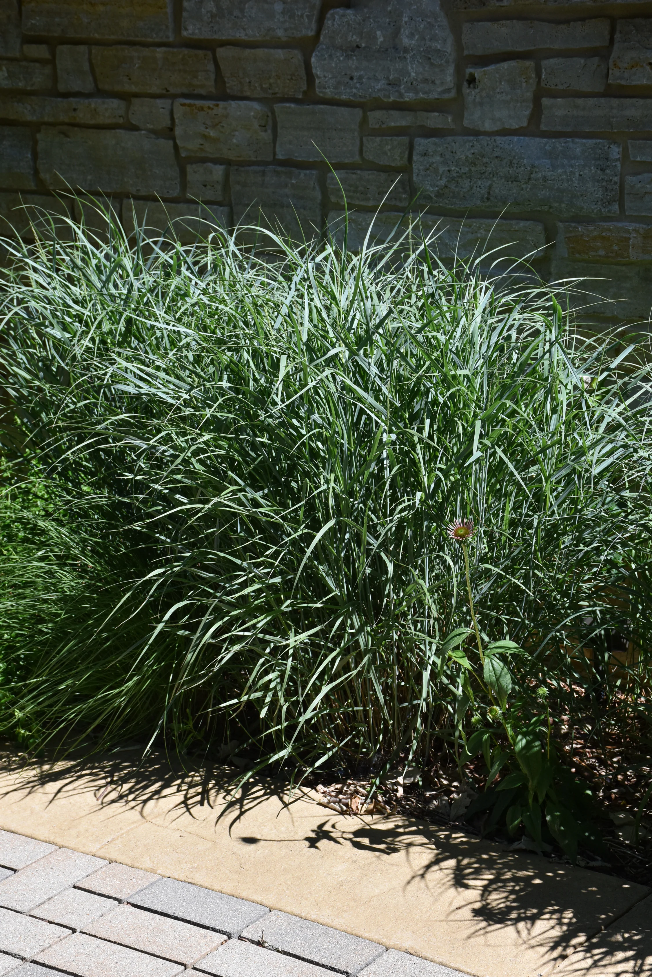 Grass, Switch