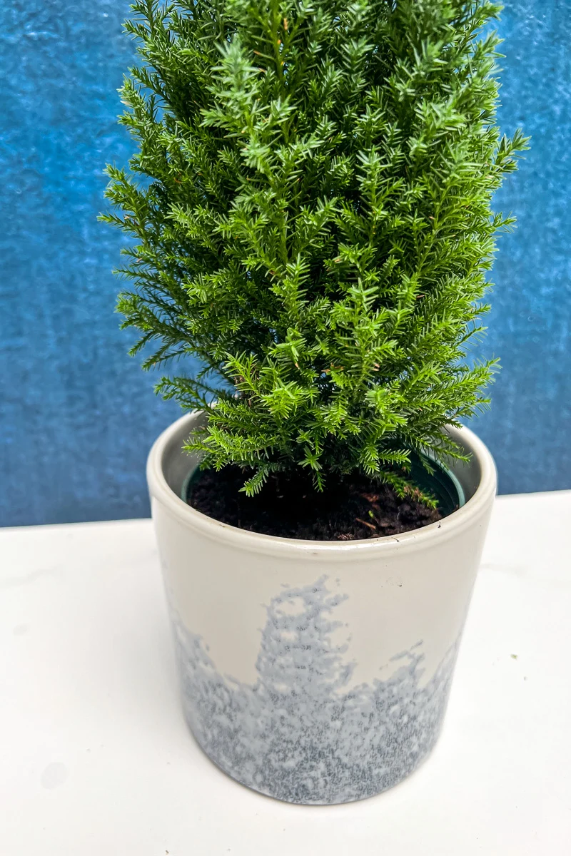 Green Cypress, 4" - Image 2