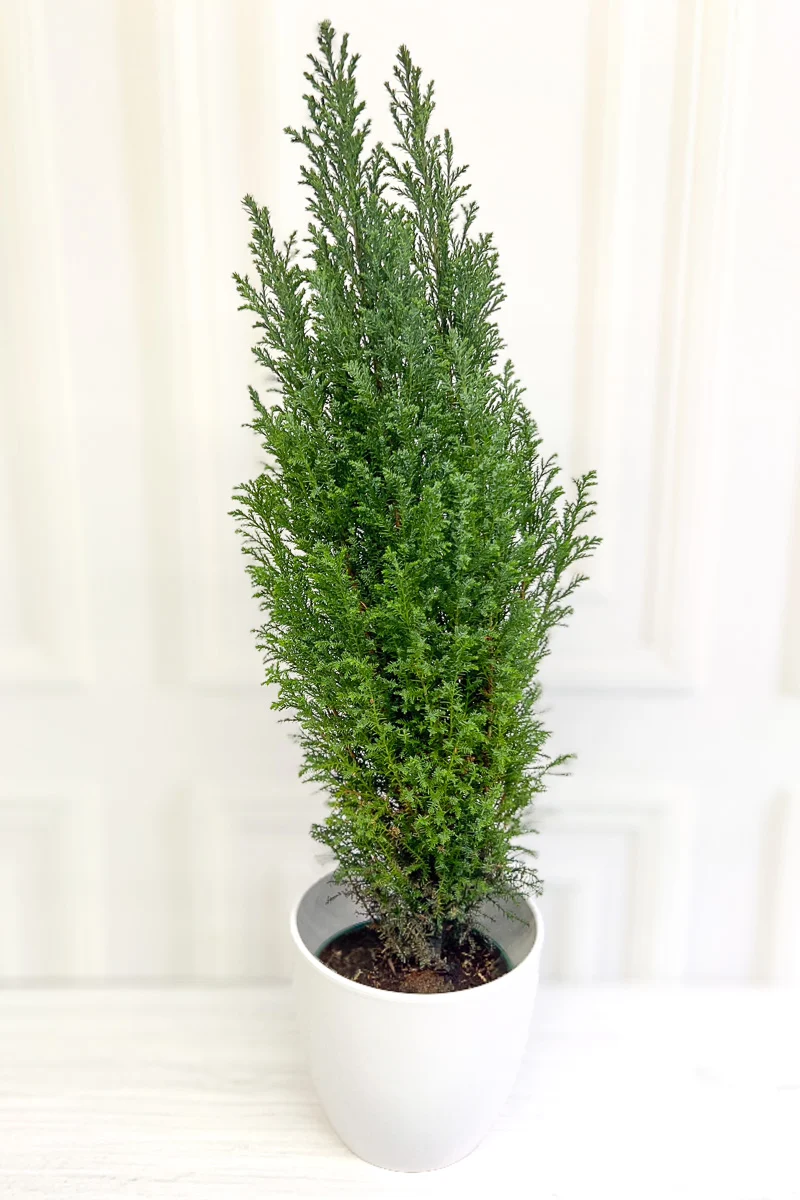 Green Cypress, 6" - Image 2