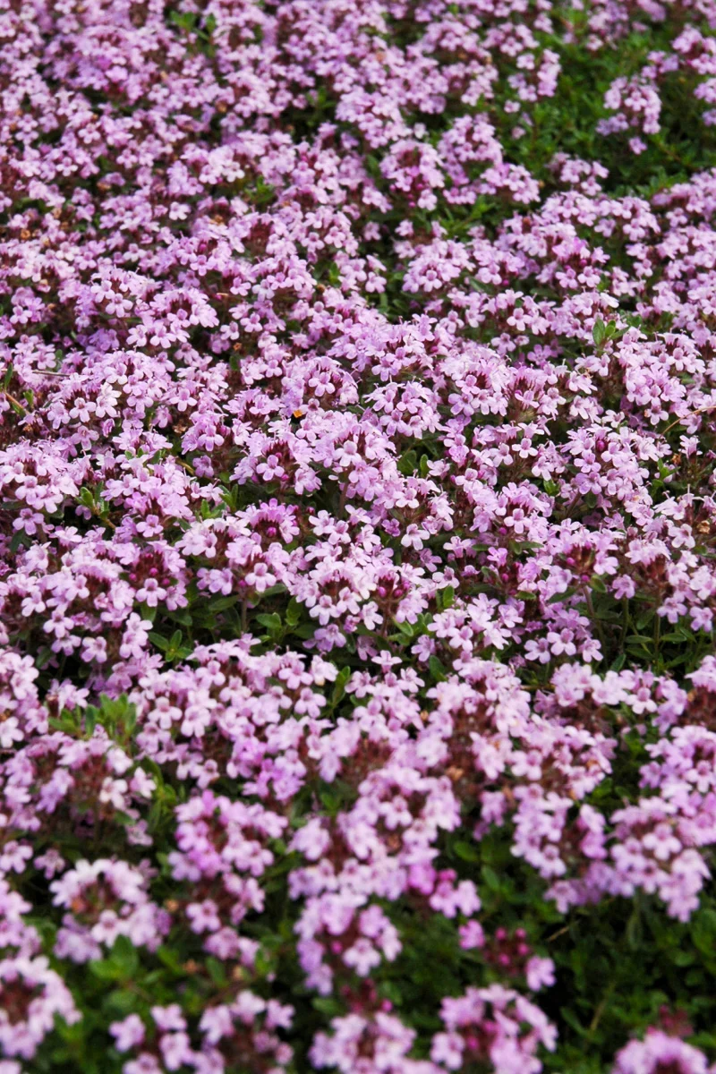 Groundcover, Thyme Red Creeping