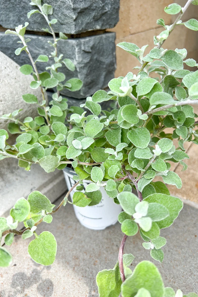 Helichrysum Silver