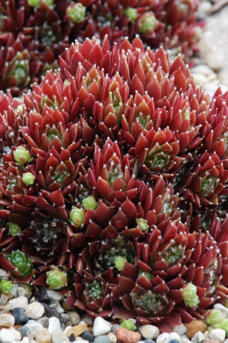 Hen & Chicks, Cinn Starbur