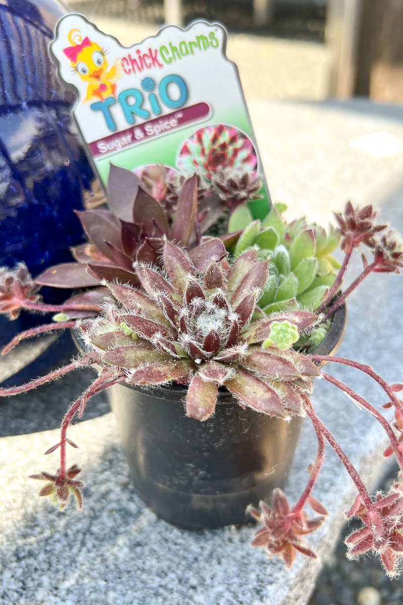 Hen & Chicks, Trio Sugar