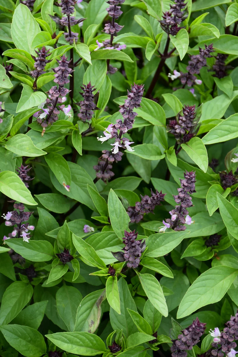 Herb, Basil Cinnamon