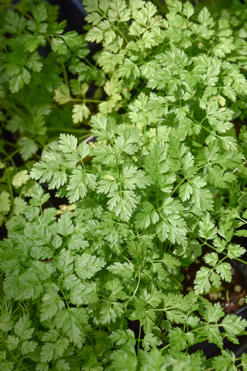 Herb, Chervil