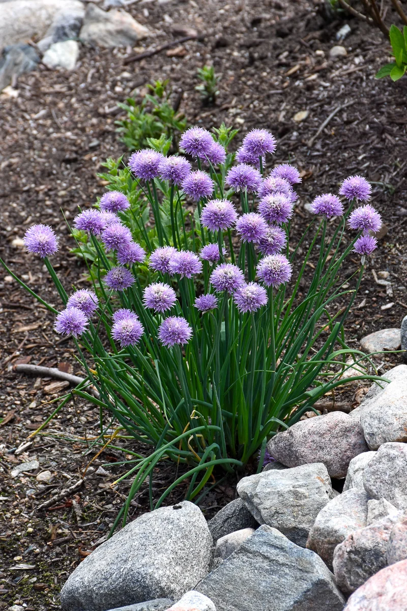 Herb, Chives Common - Image 2