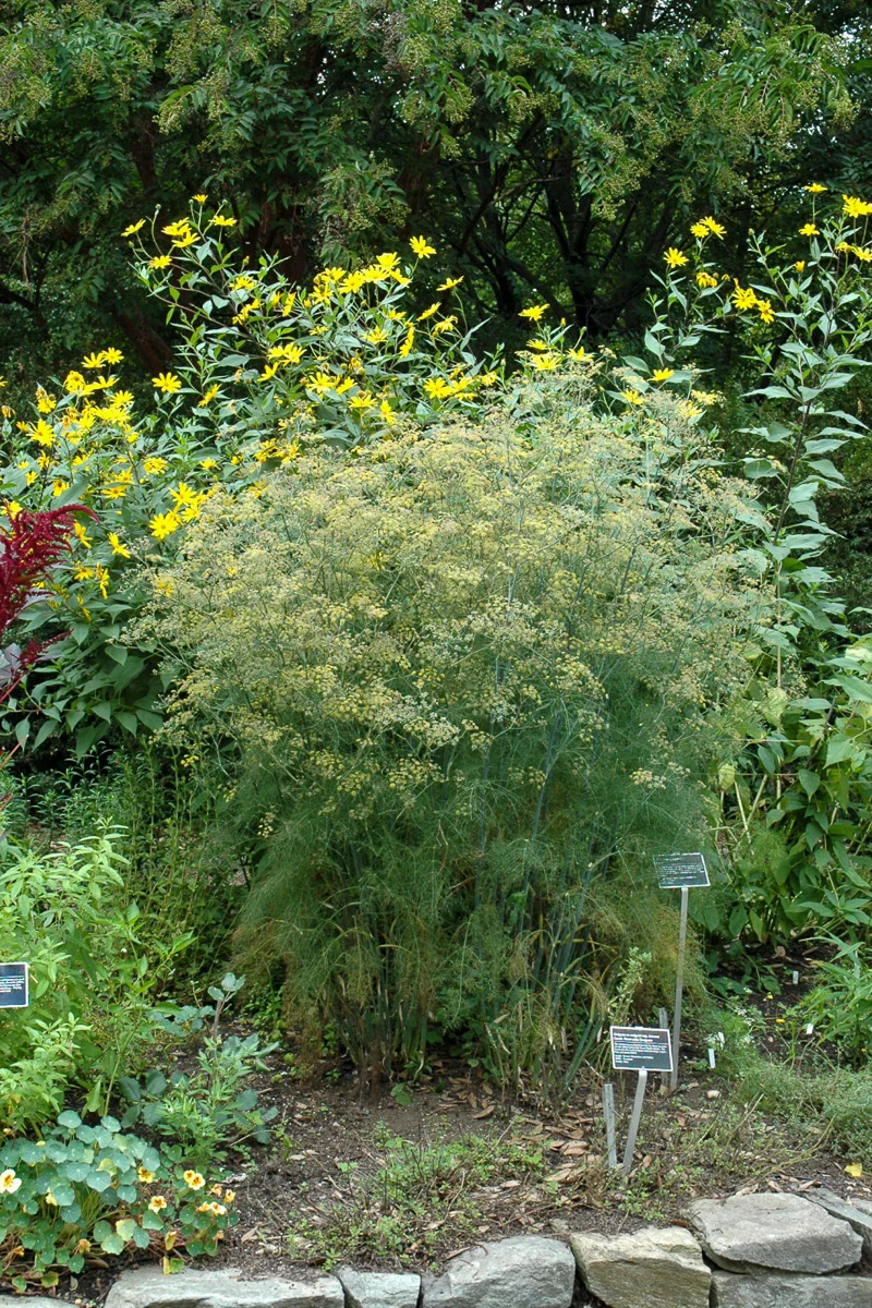 Herb, Fennel