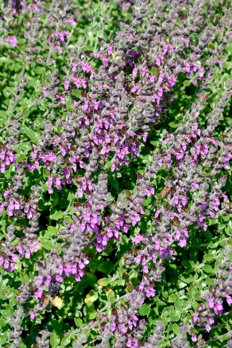 Herb, Germander