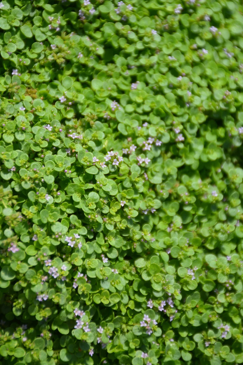Herb, Mint Mini