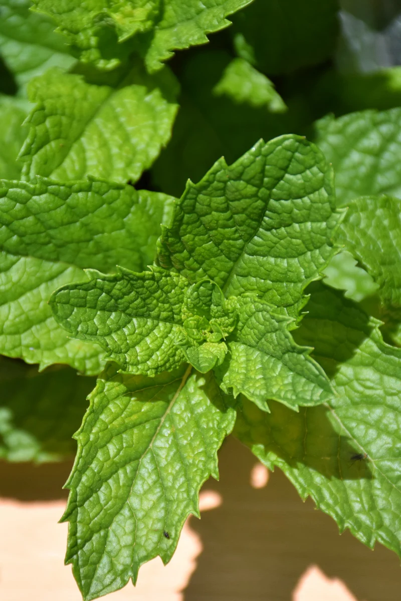 Herb, Mint Mojito