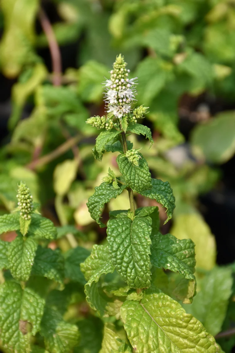 Herb, Mint Mojito - Image 2