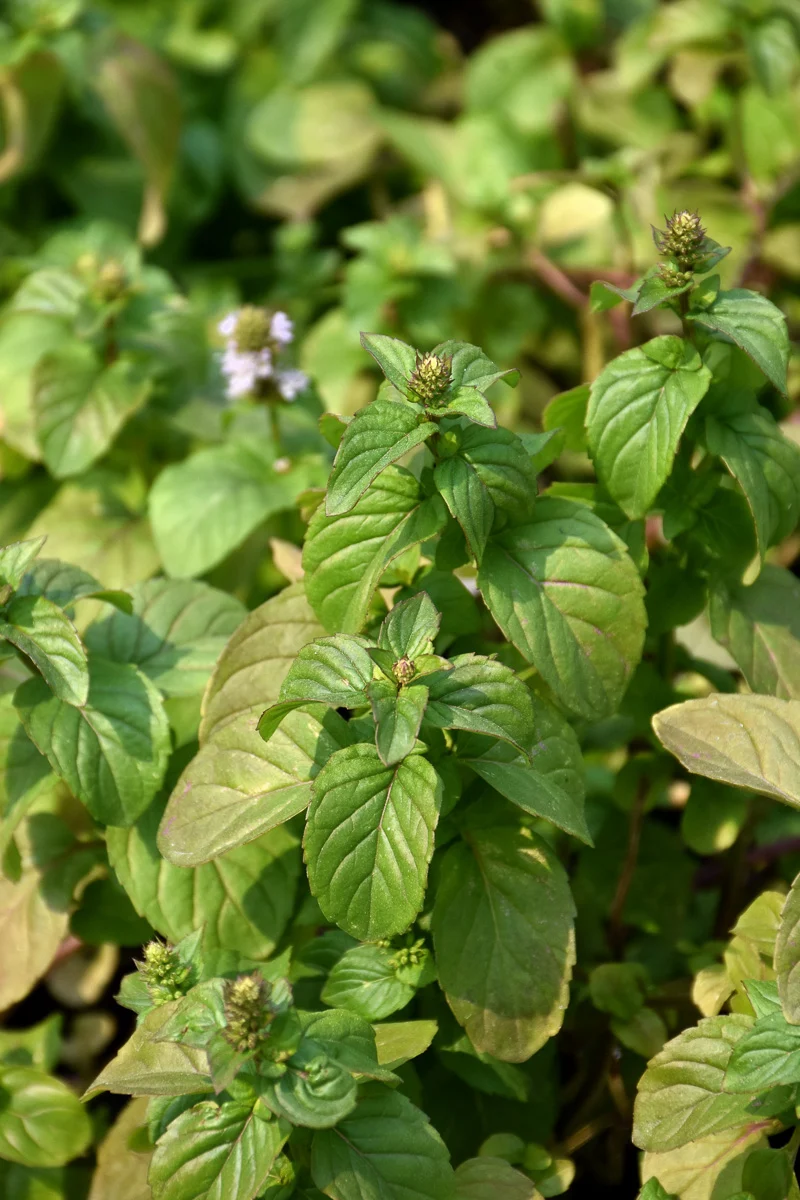 Herb, Mint Orange