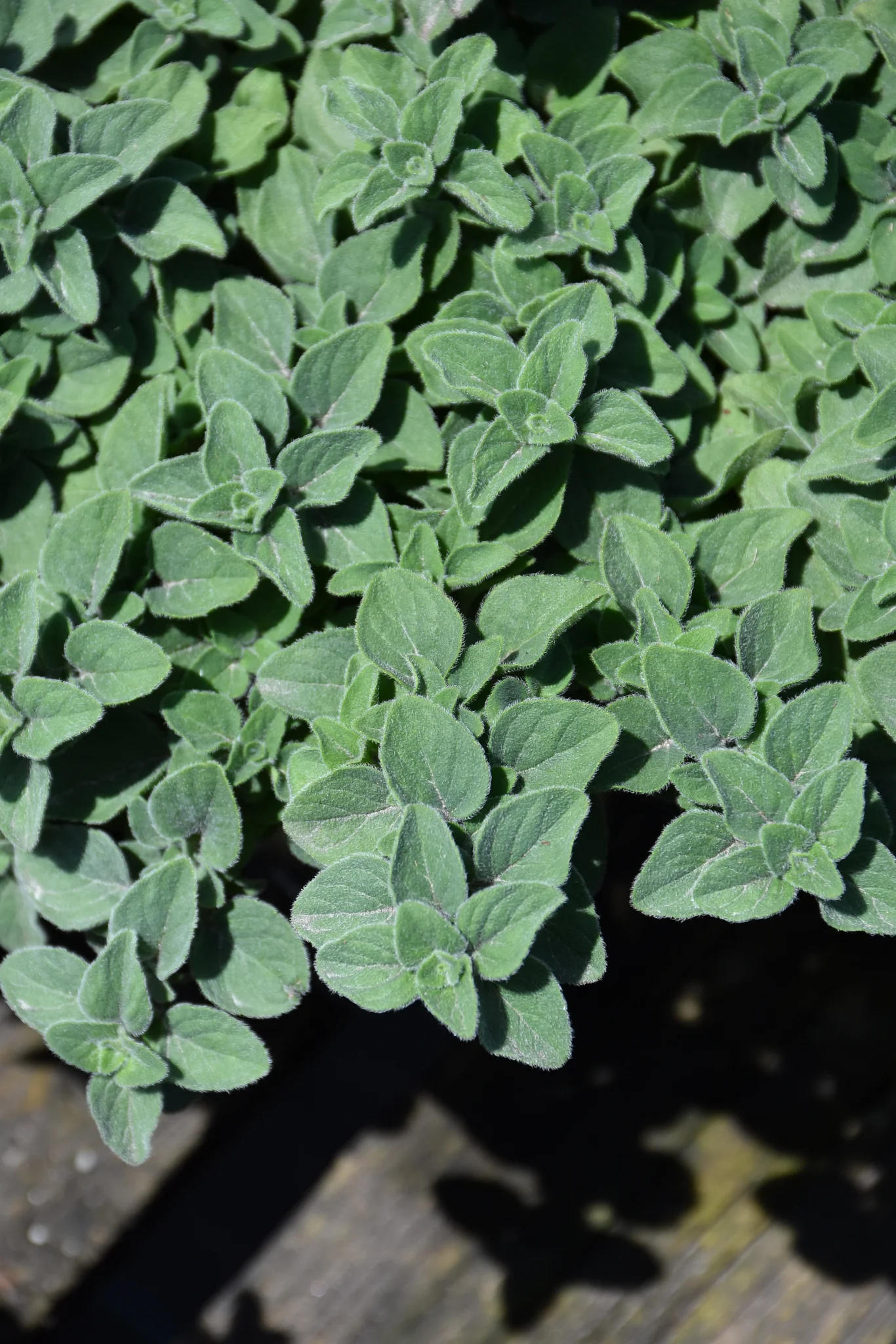 Herb, Oregano Hot Spicy