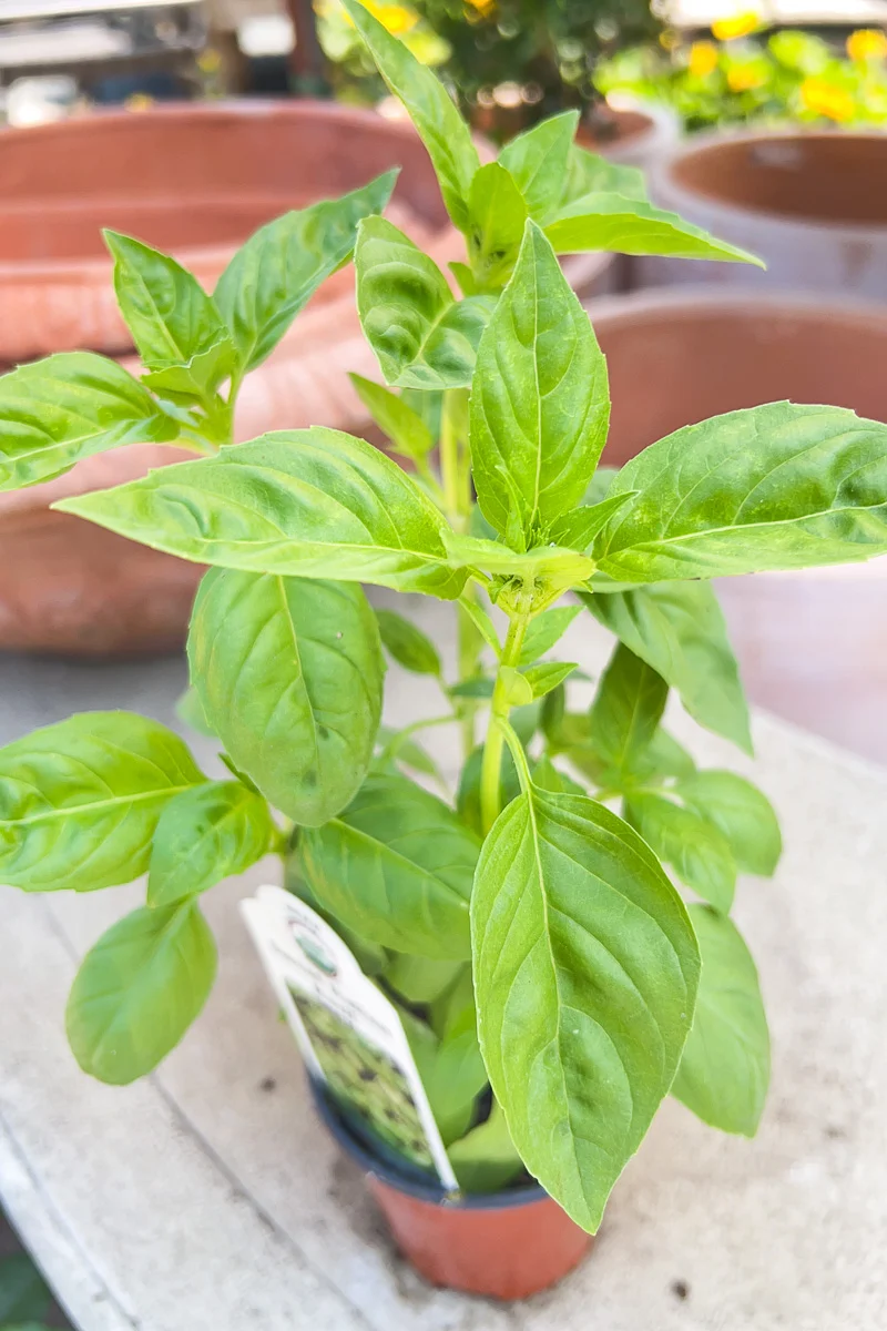 Organic Herb, Basil Sweet - Image 2
