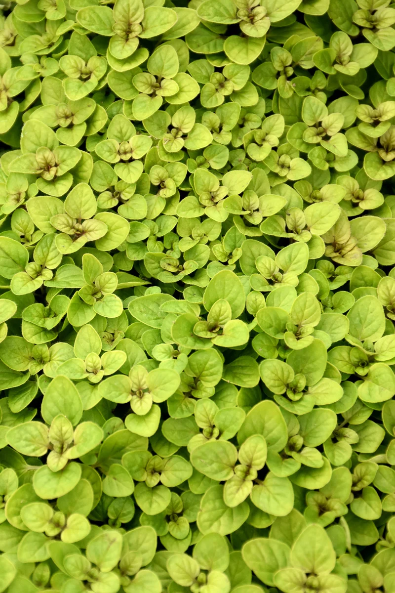 Organic Herb, Golden Oregano