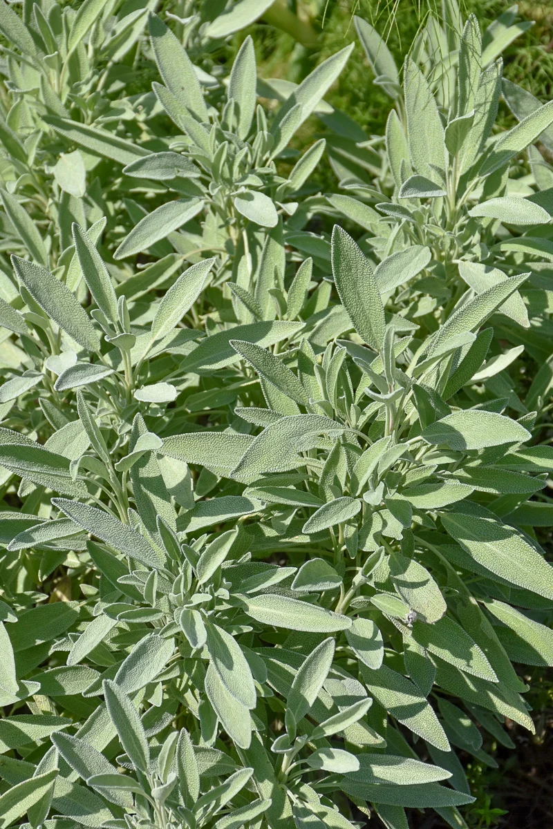 Organic Herb, Sage Garden