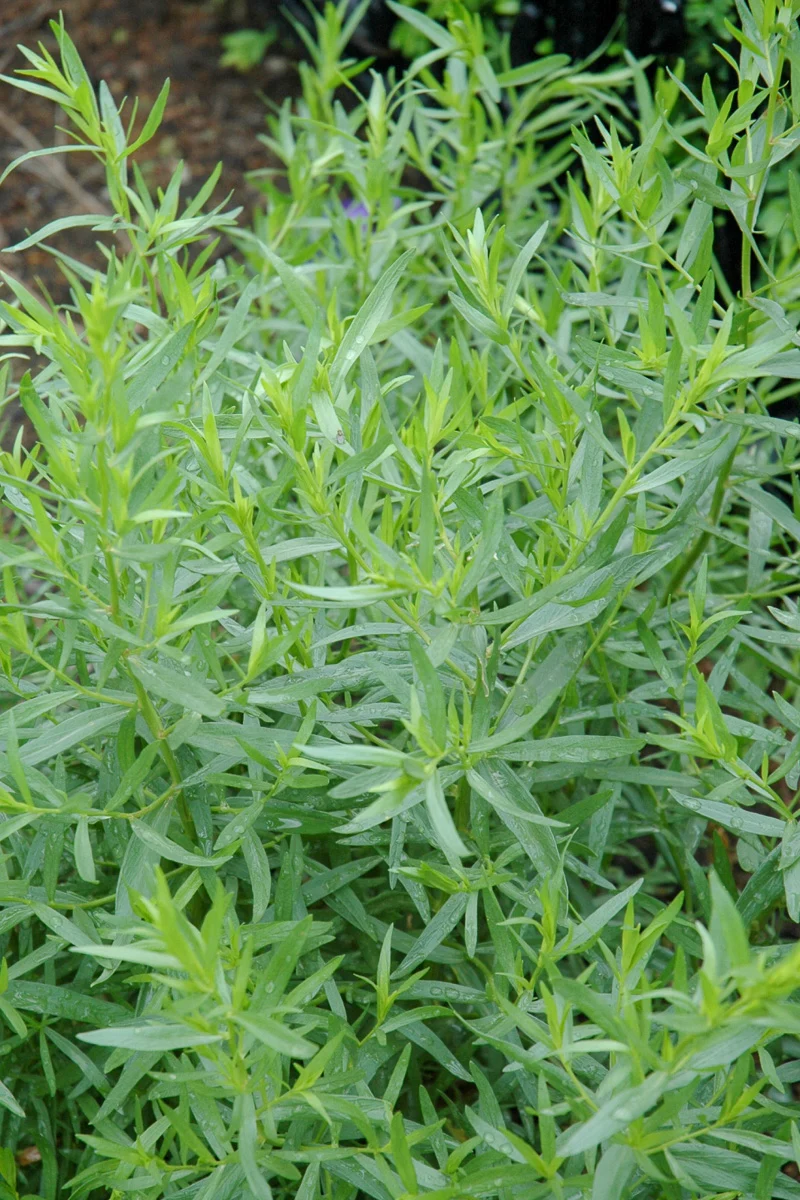Organic Herb, Tarragon Fr