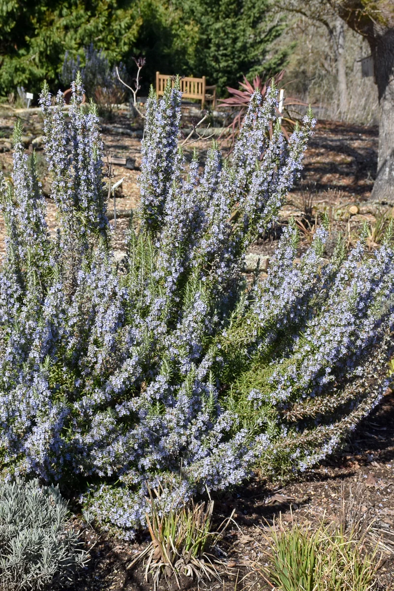 Herb Rosemary Common - Image 2
