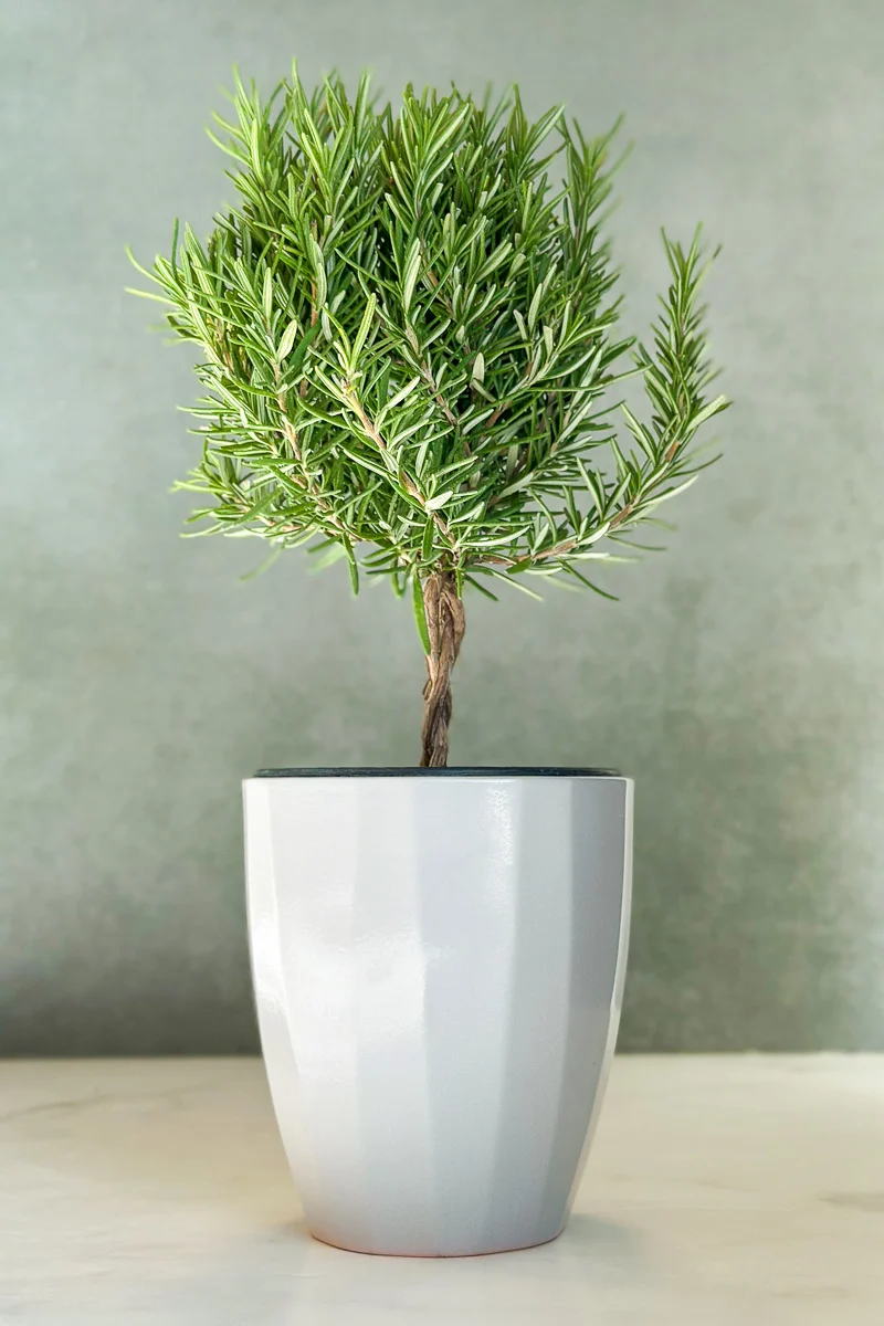 Herb, Rosemary Topiary Braided 4.5" - Image 2