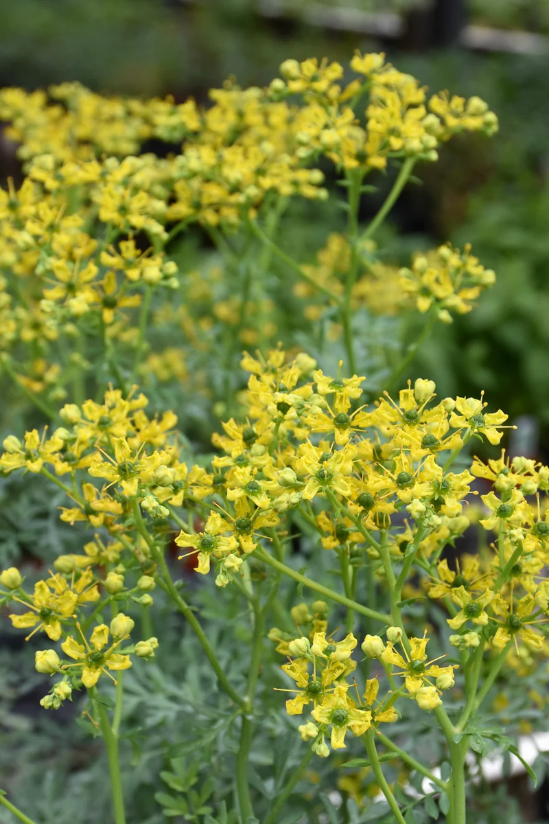 Herb, Rue