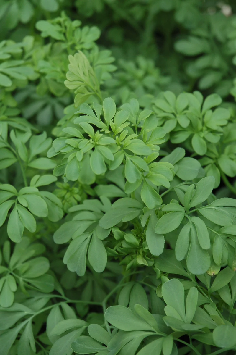 Herb, Rue - Image 2