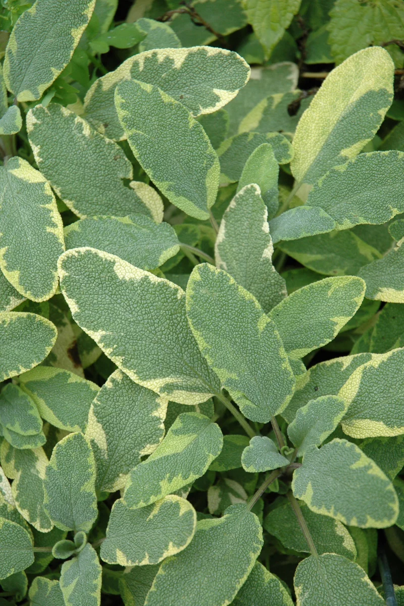 Herb Sage Golden - Image 2
