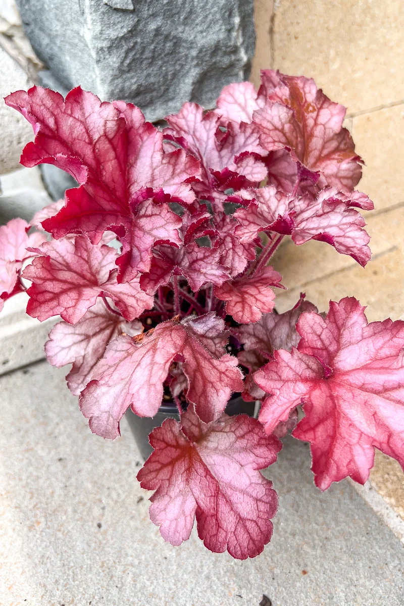 Coral Bells, Magma