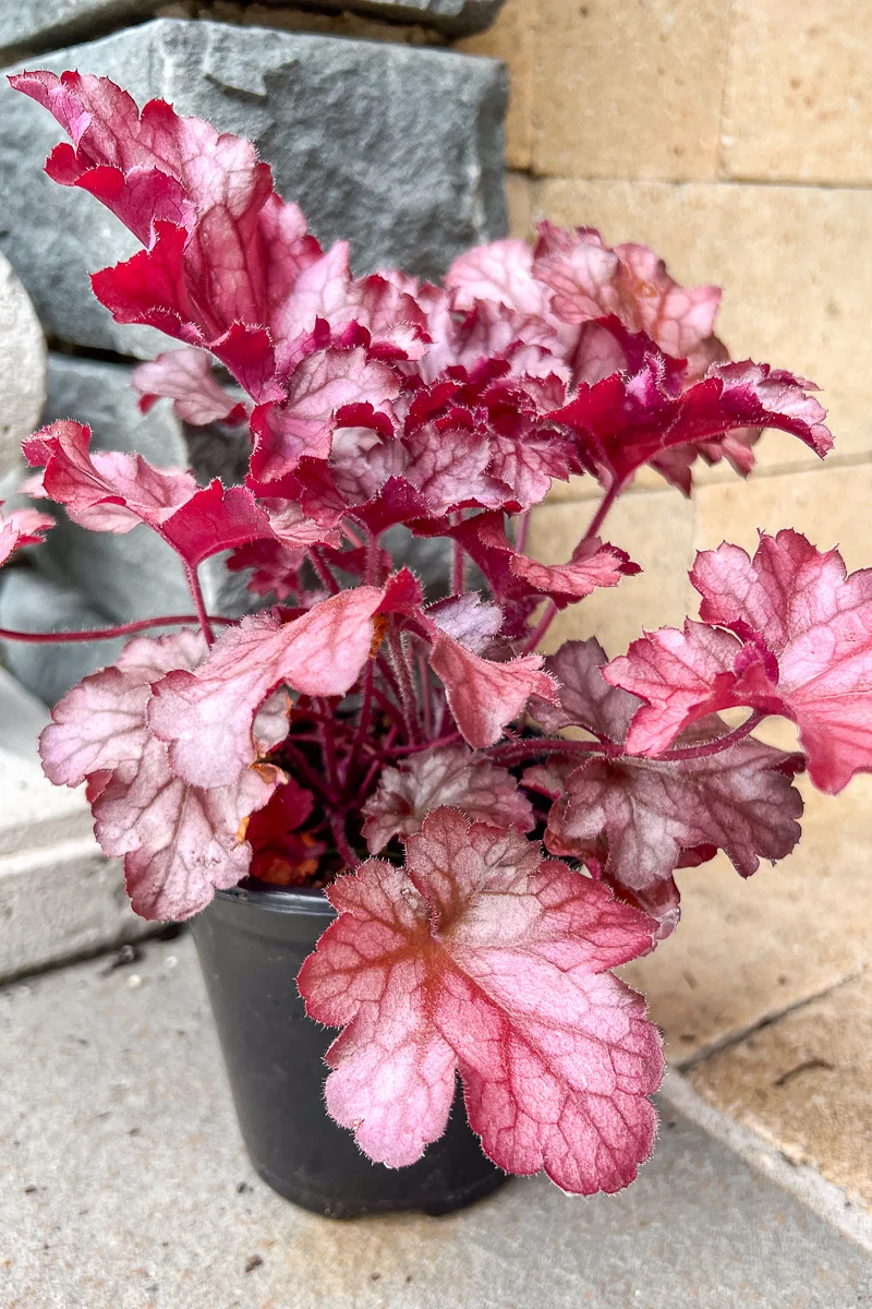 Coral Bells, Magma - Image 2