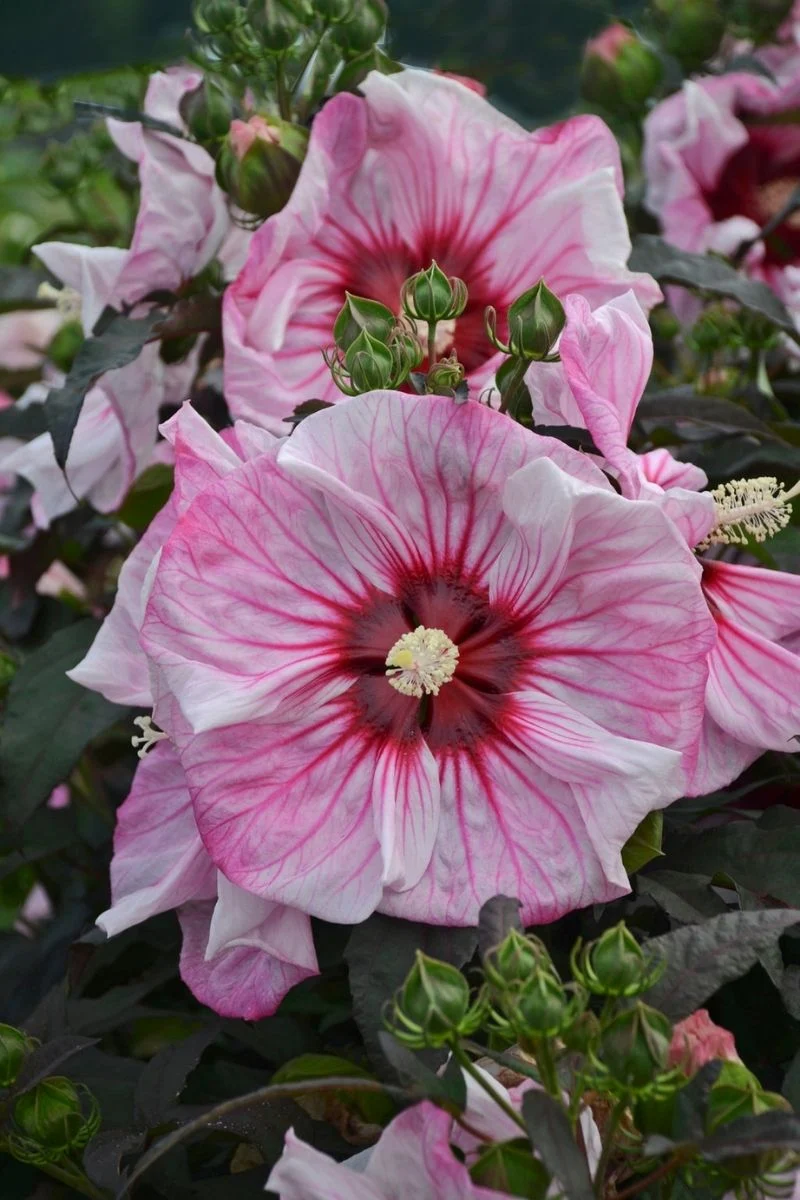 Hibiscus, Cherry Choco Latt