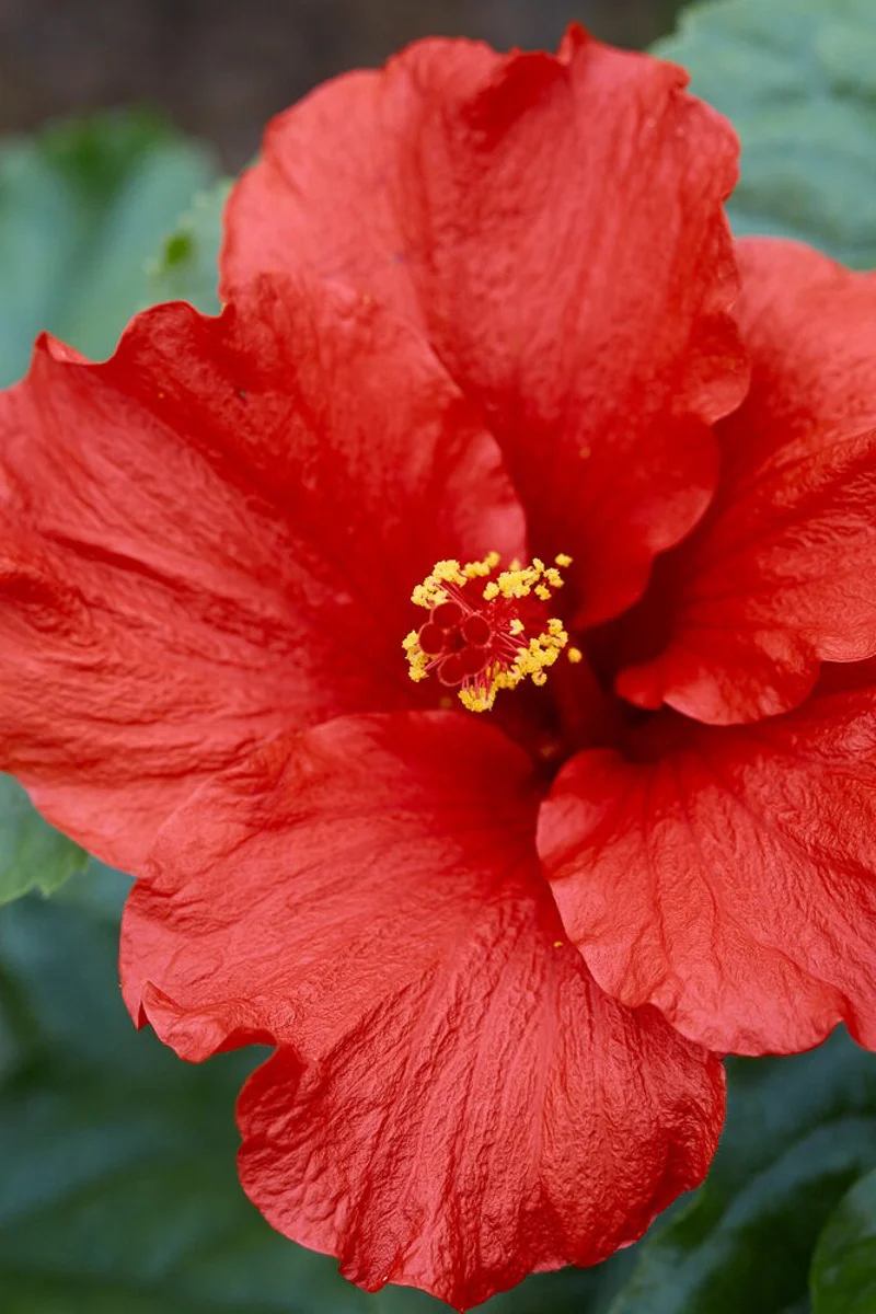 Hibiscus, Hollywood First to Arrive