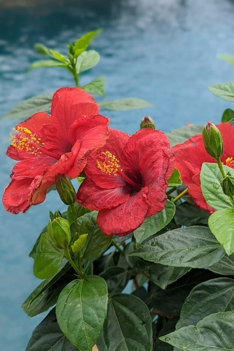Hibiscus, Hollywood Hot Shot