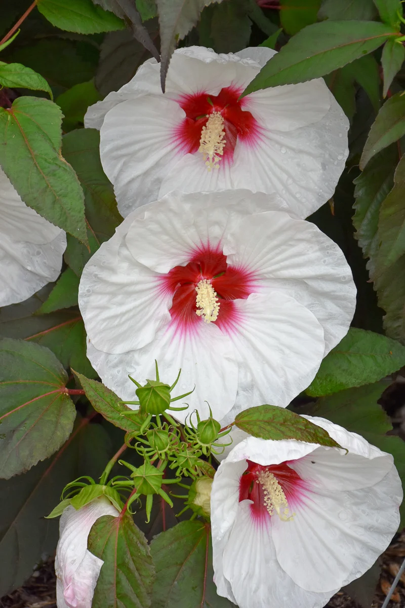 Hibiscus, Mocha Moon