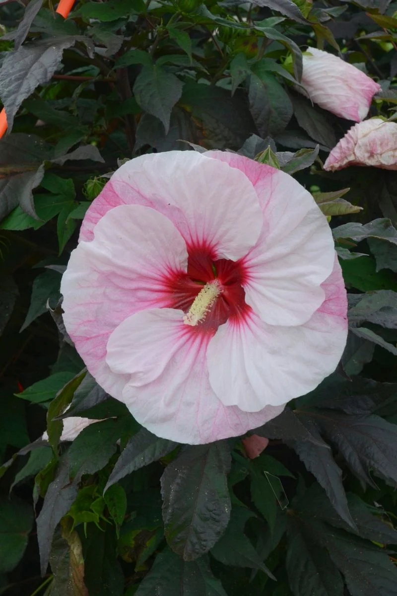 Hibiscus, Perfect Storm