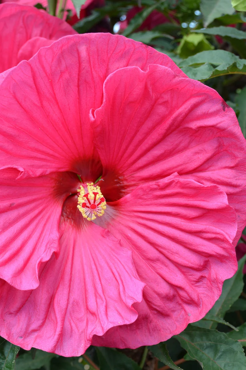 Hibiscus, Summer In Paradis