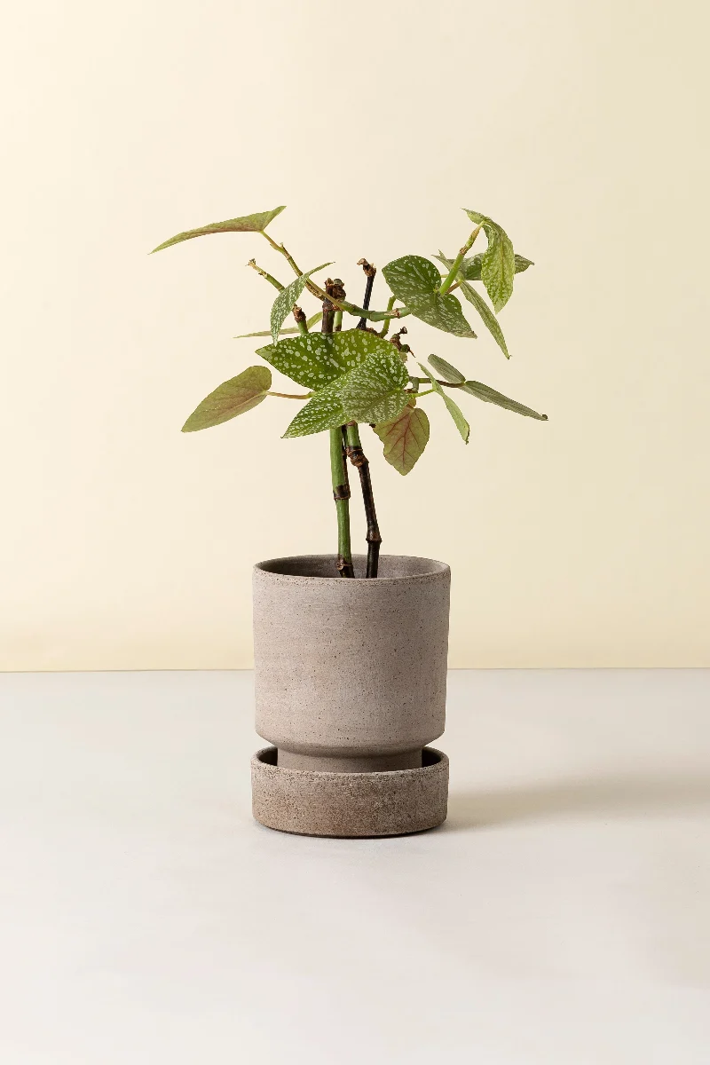 Hoff Saucer 4.7" RAW Grey