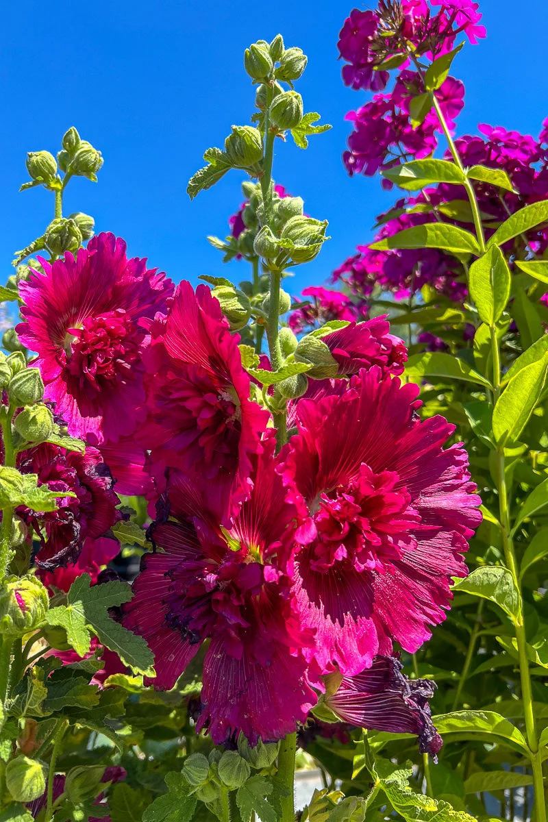 Hollyhock, Queeny Purple