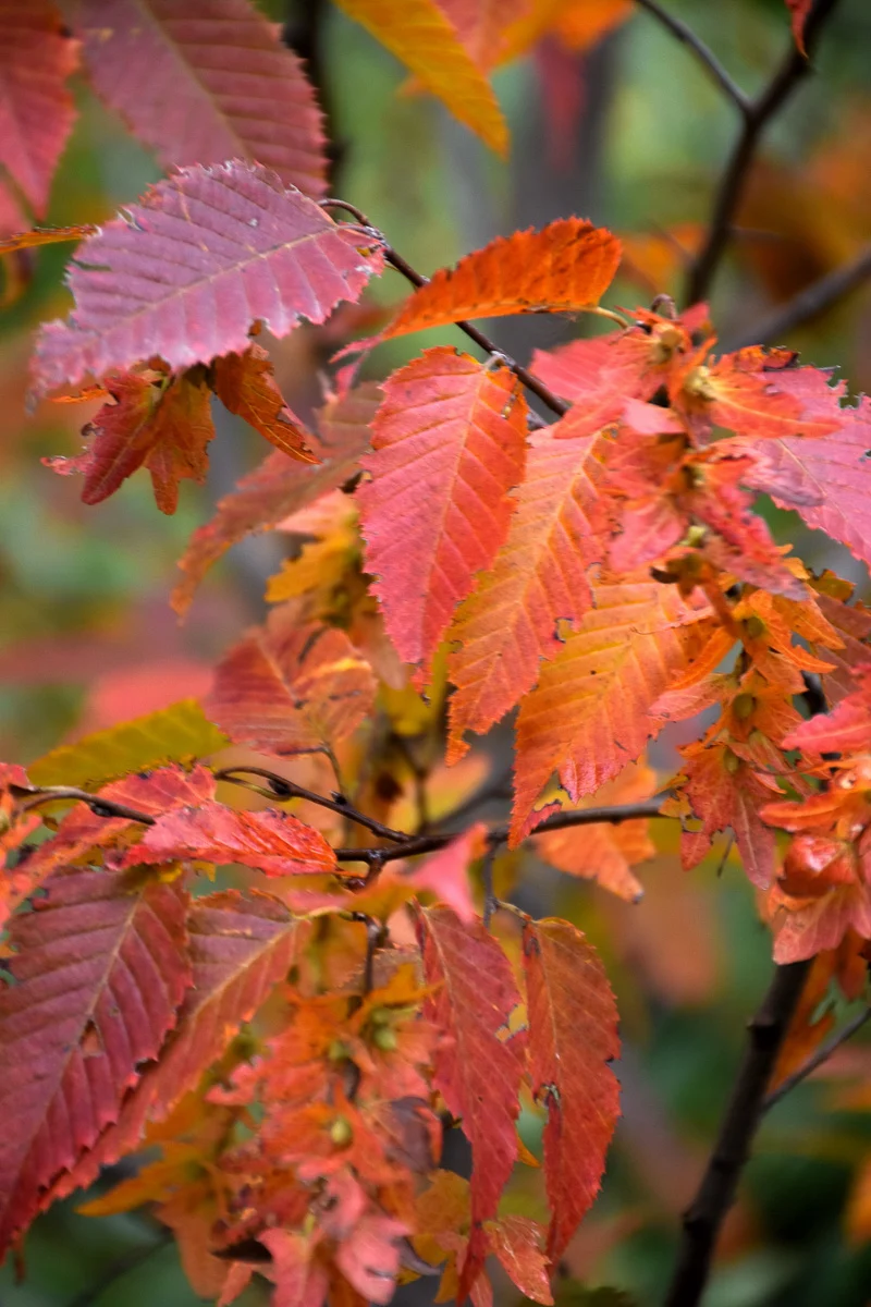 Hornbeam, Firespire - Image 3