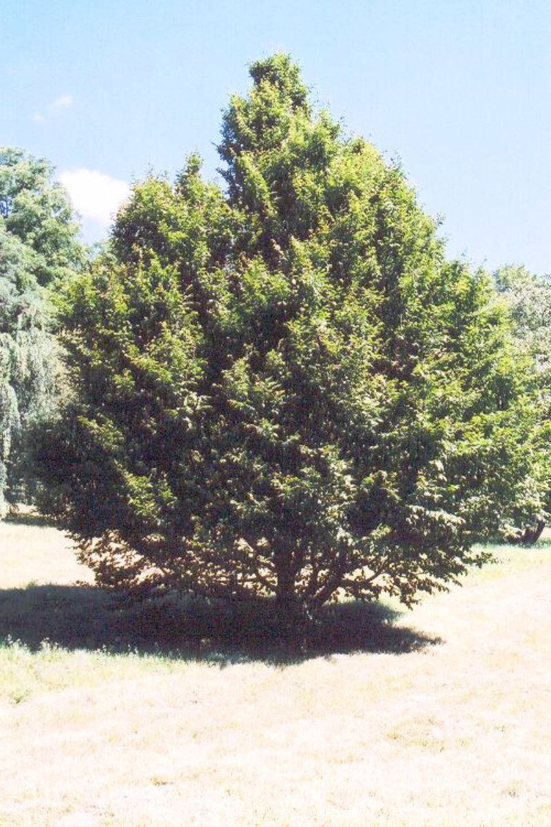 Hornbeam, American - Image 2