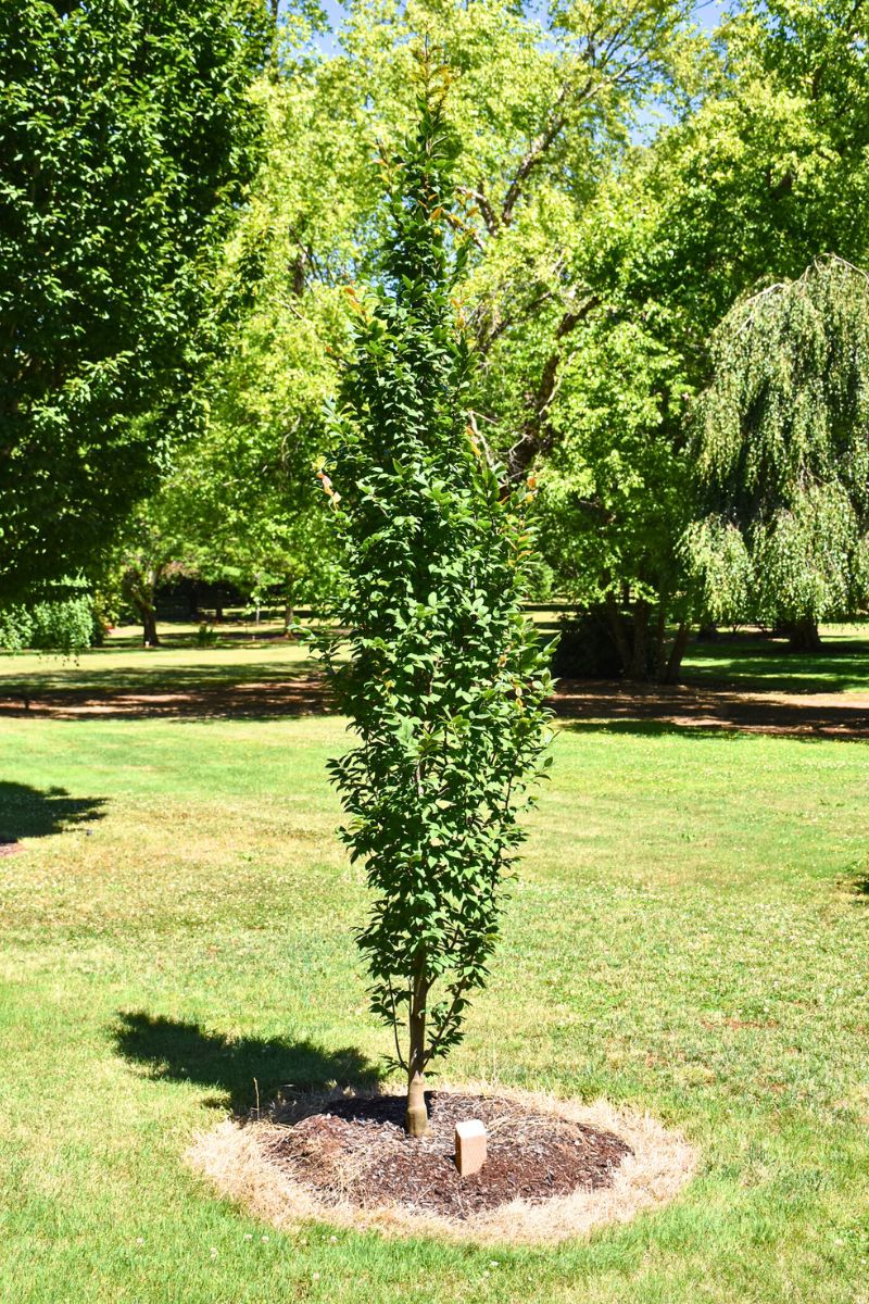 Hornbeam, European Lucas Columnar