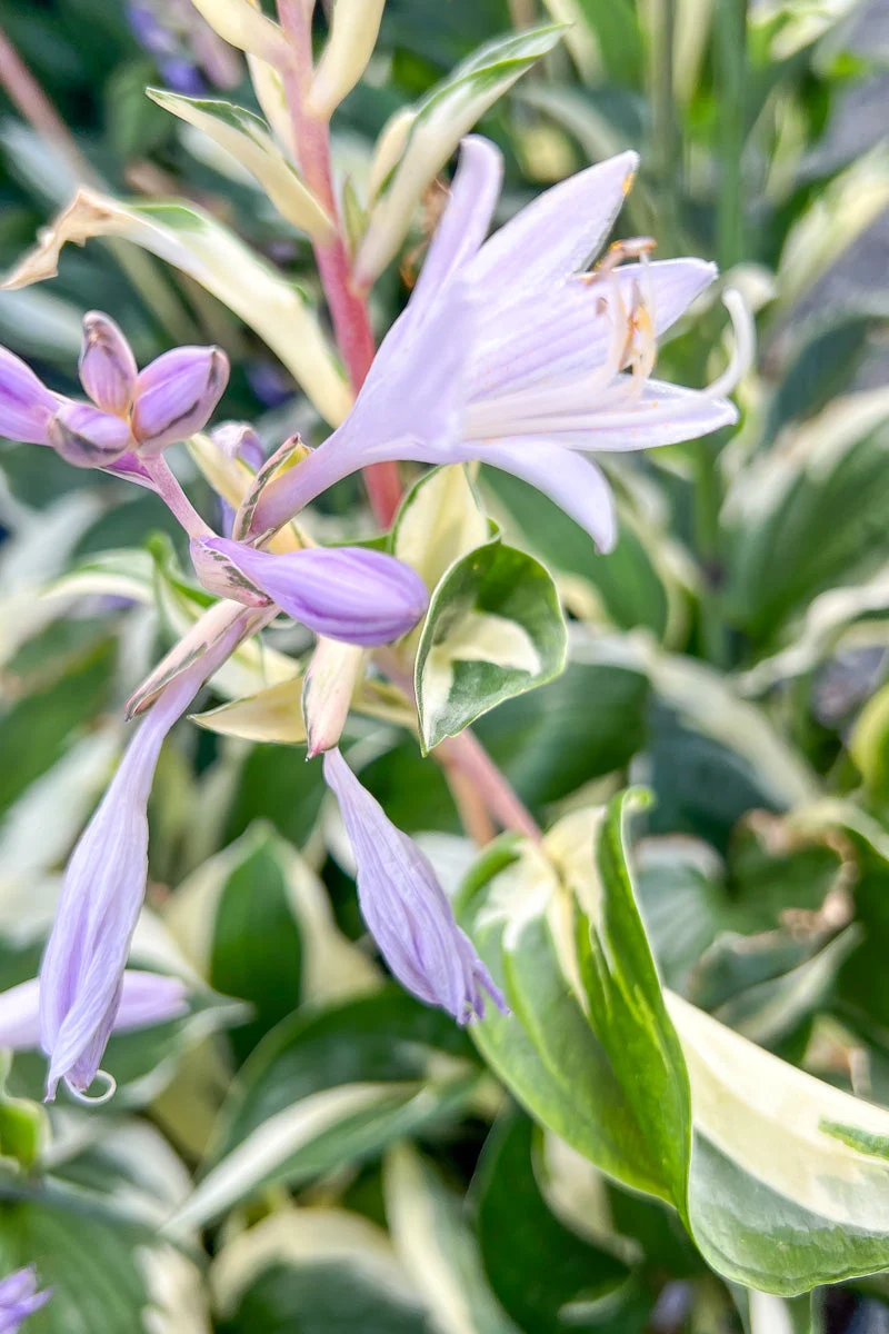 Hosta, Amazon