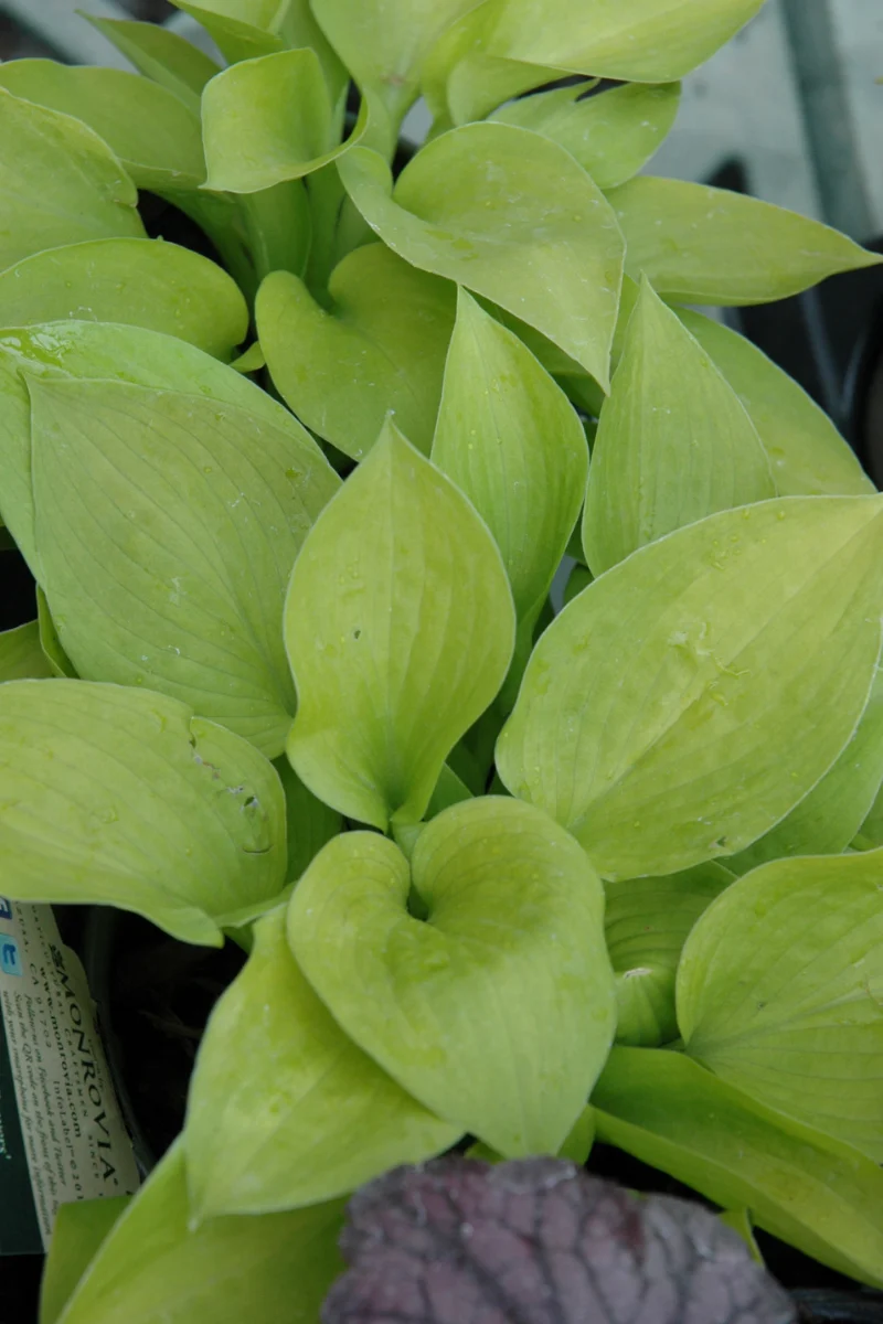 Hosta, Golden Prayers