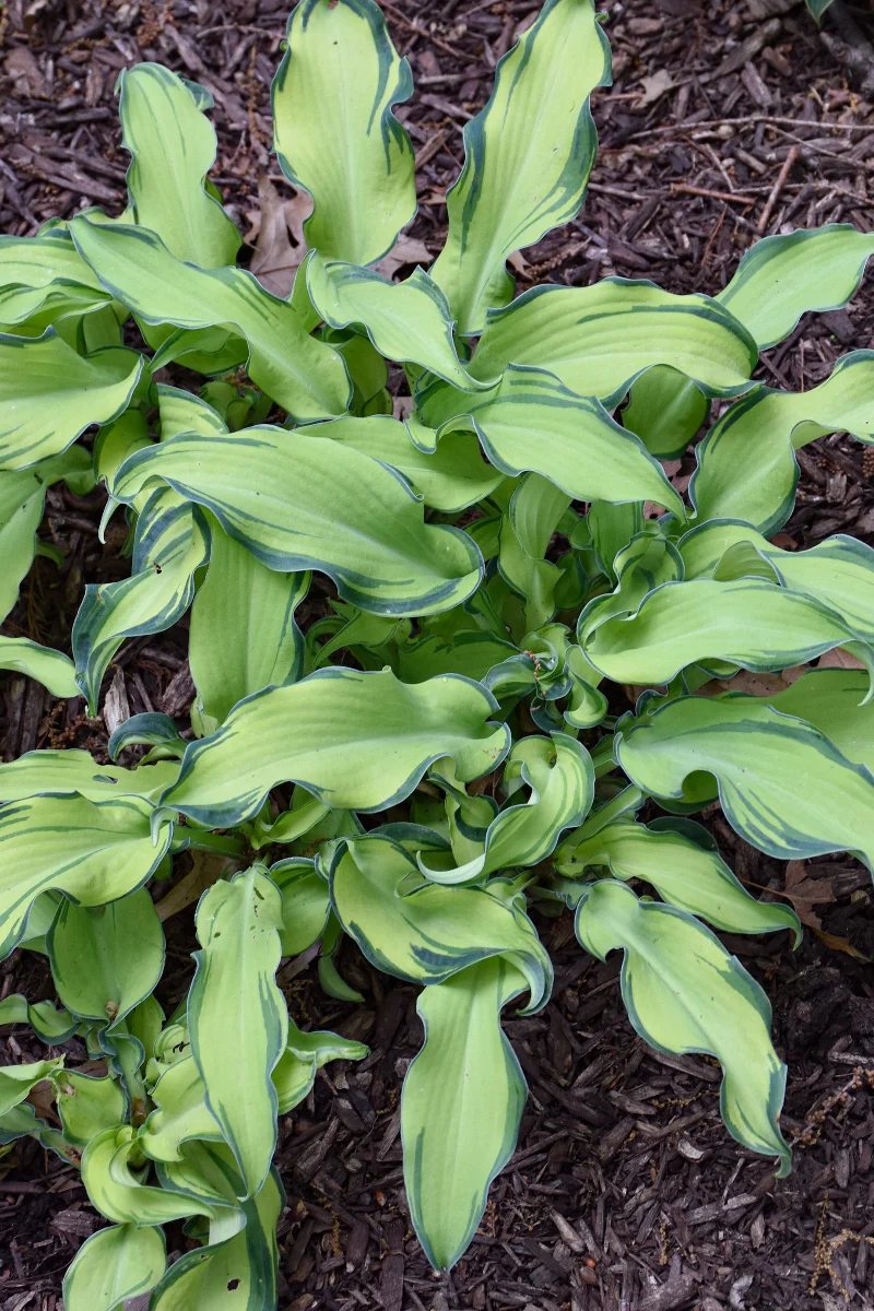 Hosta, Ripple Effect