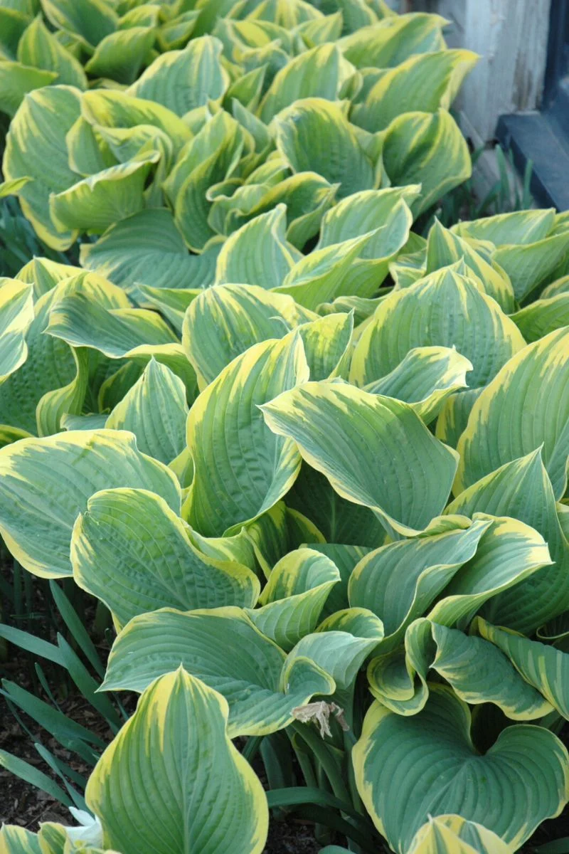 Hosta, Sagae